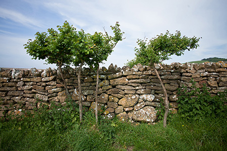 a tree beyoind a wall in Dorset